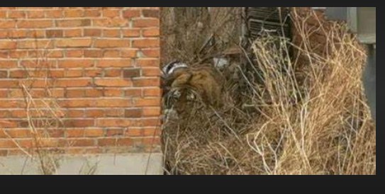 蓝冠注册数据,蓝冠注册