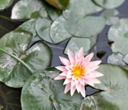 蓝冠代理职场模拟,蓝冠液态职场